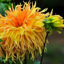 Dhalia Doi Tung Gardens