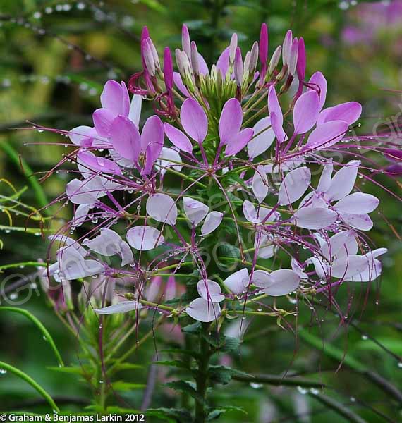 Beautiful flower from the Doi Tung Gardens