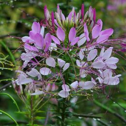 Beautiful flower from the Doi Tung Gardens