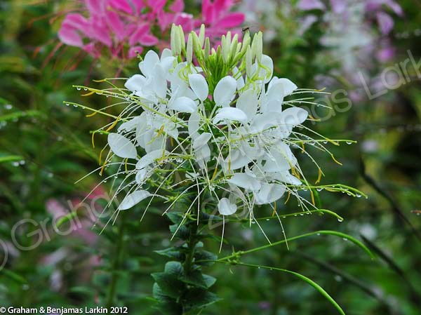 Flower Doi Tung