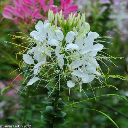 Flower Doi Tung