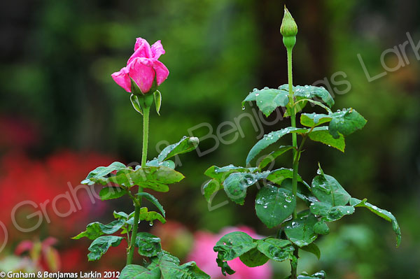 Flower Doi Tung