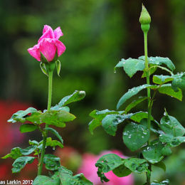 Flower Doi Tung