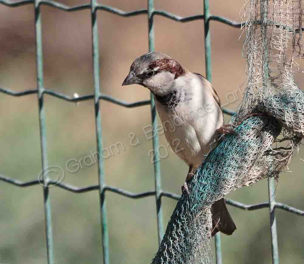 Sparrow