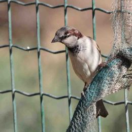 Sparrow