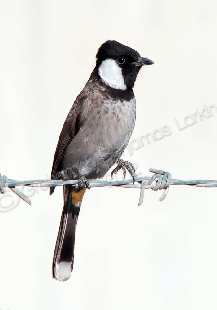 White Cheeked Bulbul
