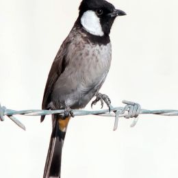 White Cheeked Bulbul