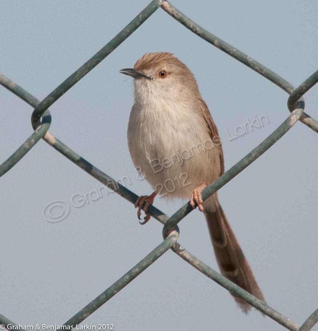 Graceful Prinia
