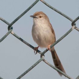 Graceful Prinia