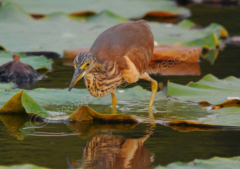 Chinese Pond Heron