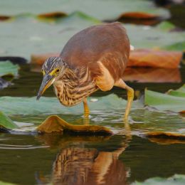 Chinese Pond Heron