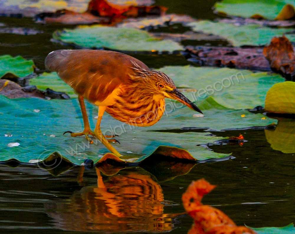 Chinese Green Pond Heron