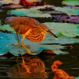 Chinese Green Pond Heron