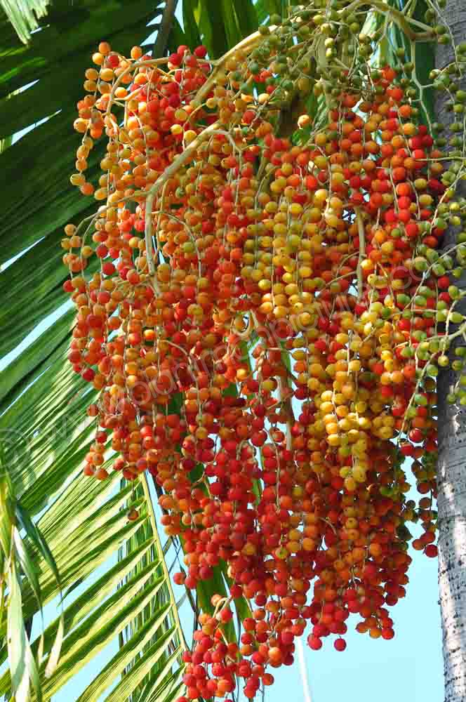 Palm Nuts