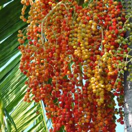 Palm Nuts