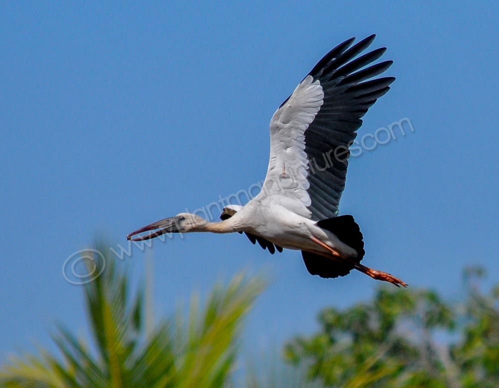 Open billed stork in flight