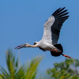 Open billed stork in flight