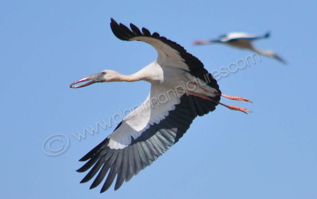 Open Billed Stork