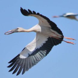 Open Billed Stork