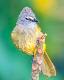Flavescent Bulbul