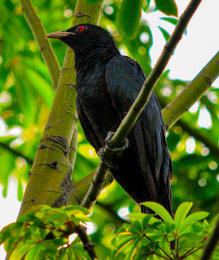 Asian Koel