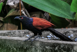 Greater Coucal