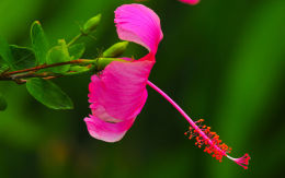 Chinese Hibiscus
