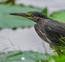 The Little Heron