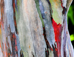 Eucalyptus Bark