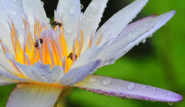 Lotus Flower and and Insects