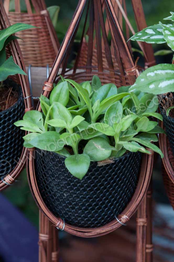 Small wall plant