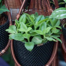 Small wall plant