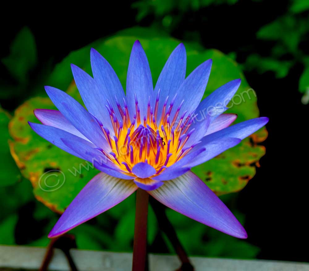 Purple Lotus