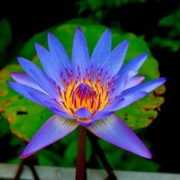 Purple Lotus