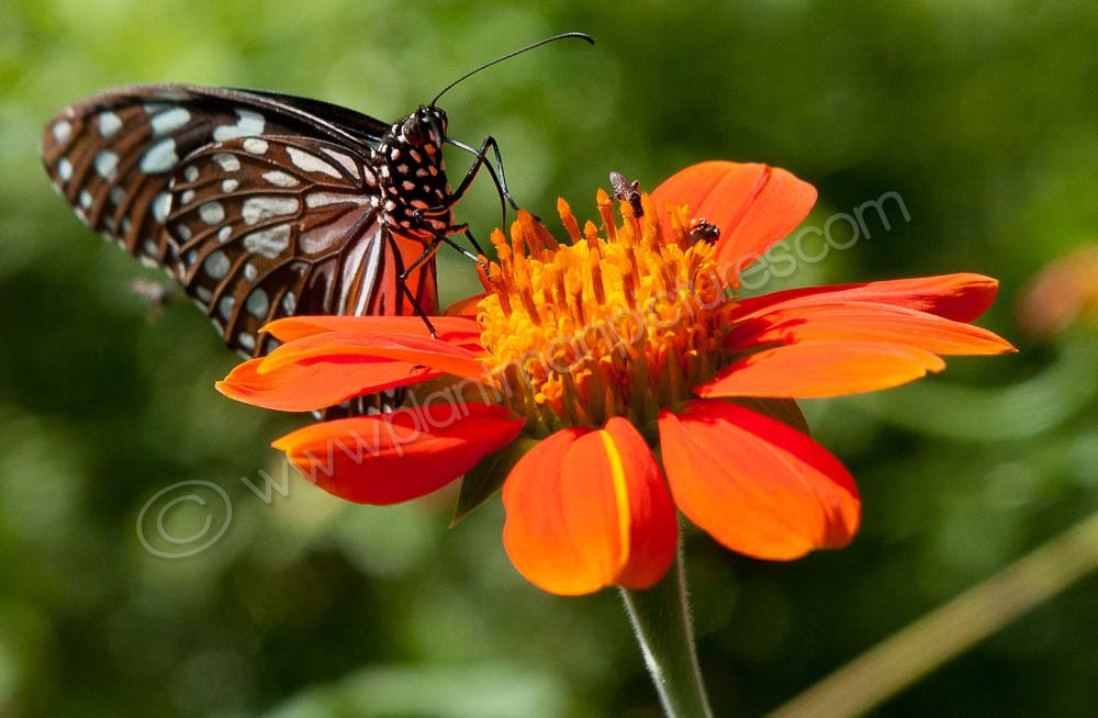 Spotted Saw Tooth Butterfly