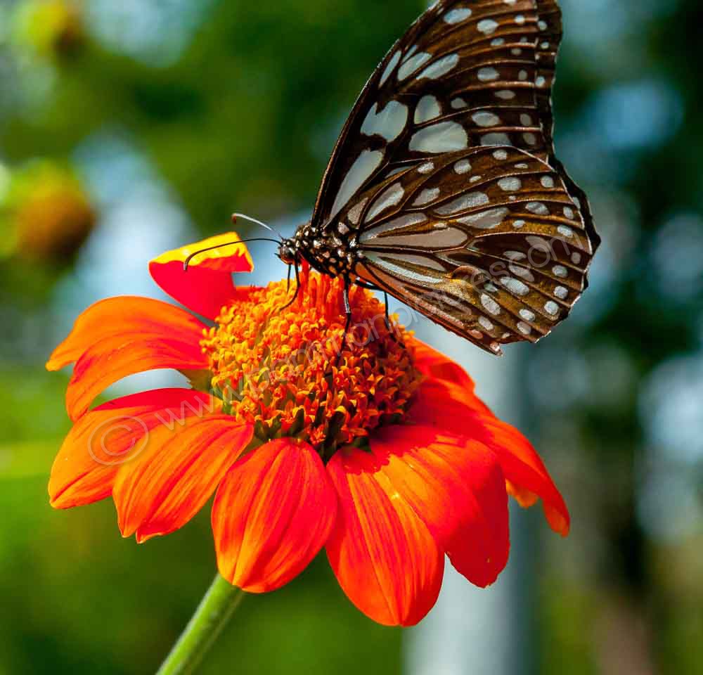 Butterfly on flower