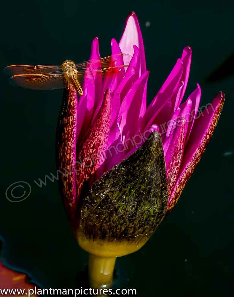 Lotus