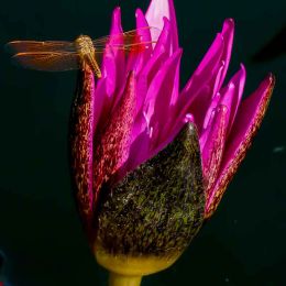 Lotus