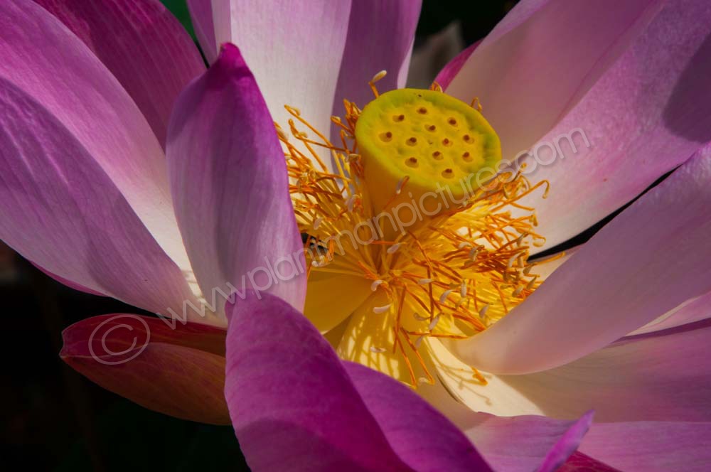 Pink Lotus
