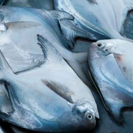 Fresh Fish