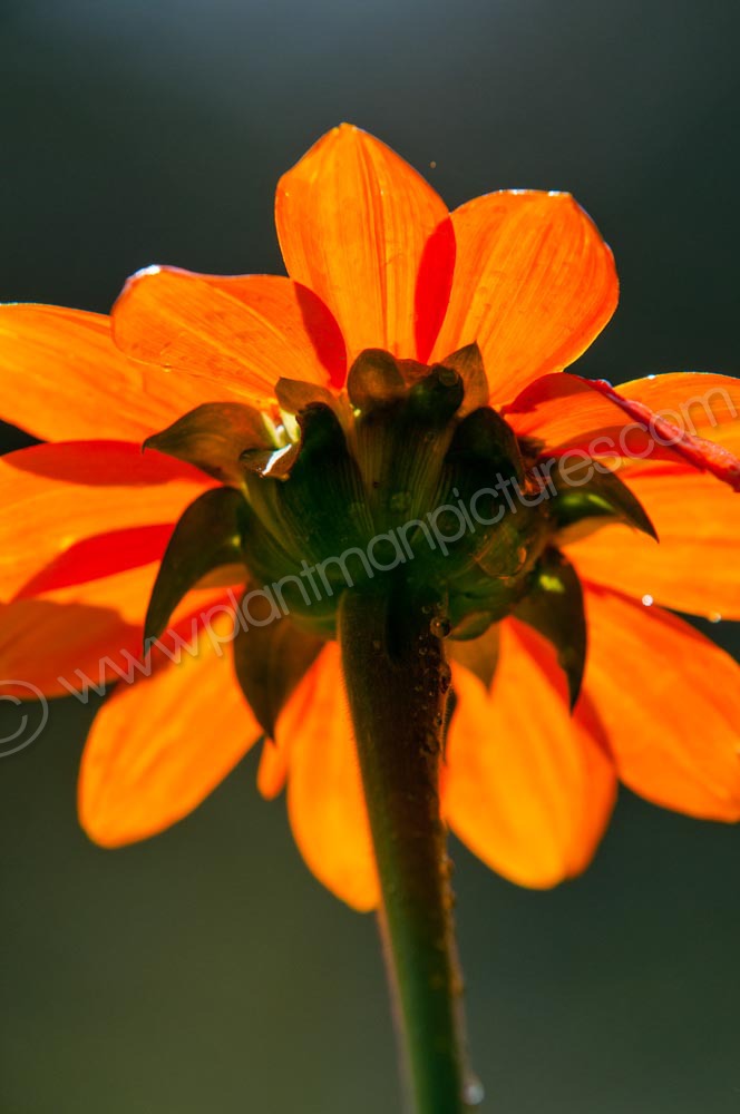 Backlit Flower