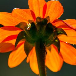 Backlit Flower