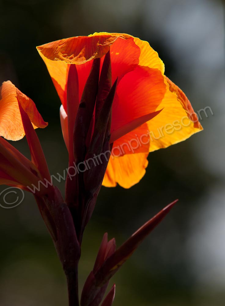 Backlit Flower