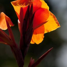 Backlit Flower