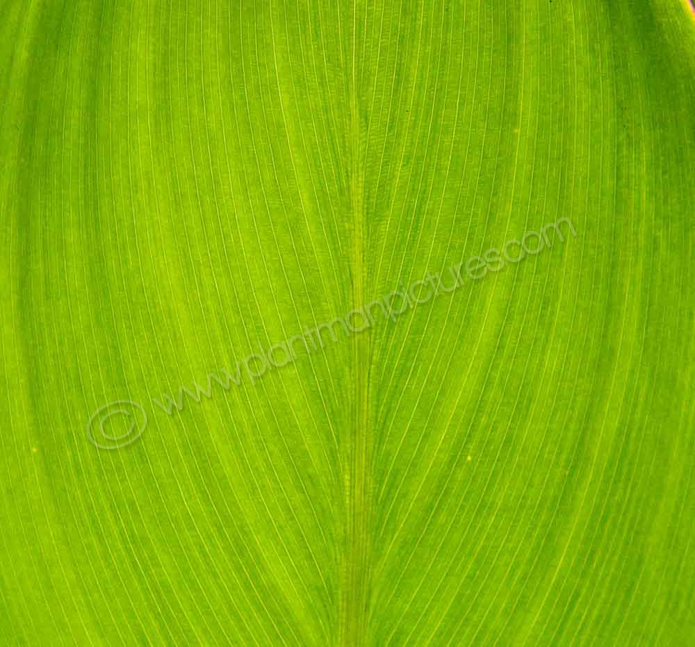 Backlit leaf