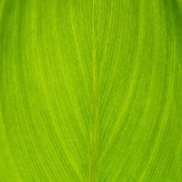 Backlit leaf