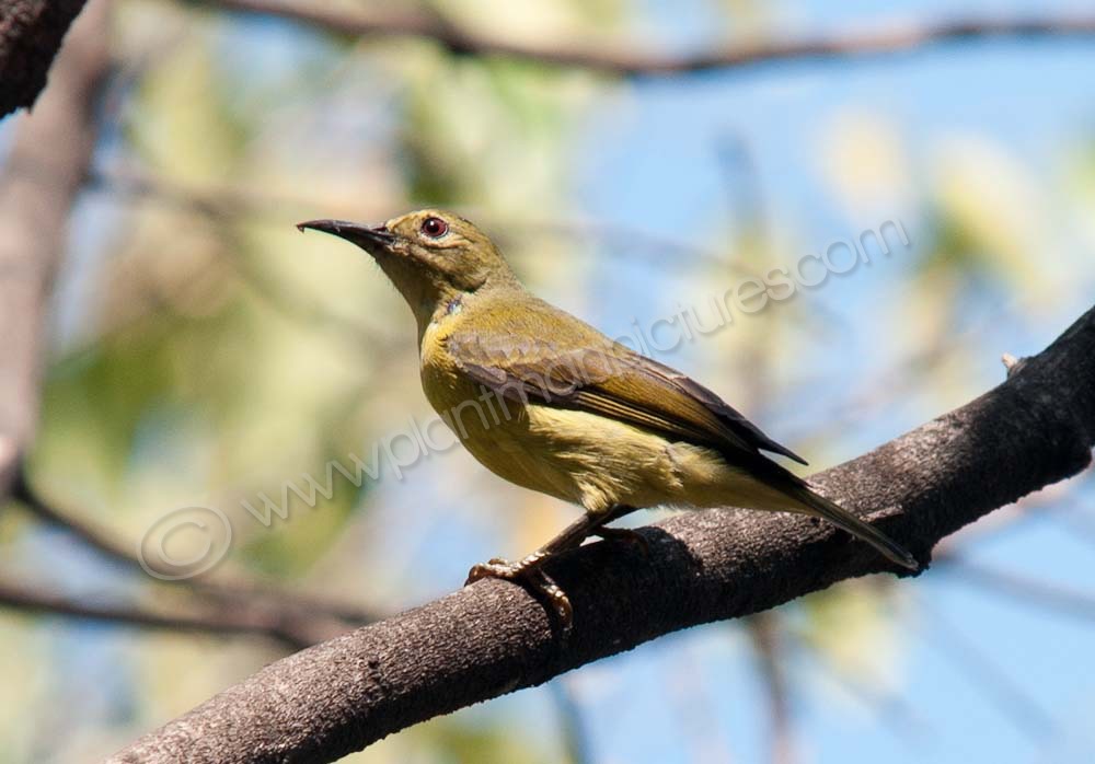 Brown throated Sunbird ( Female )