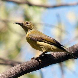 Brown throated Sunbird ( Female )