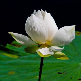 Lotus Flower