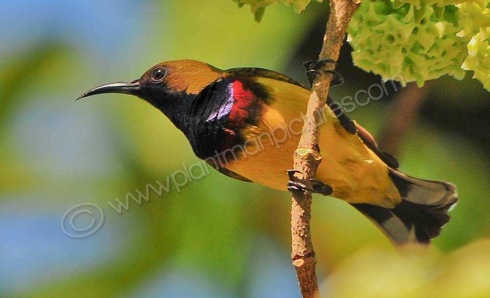 Olive Backed Sunbird